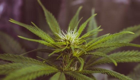 cannabis-sativa-plant