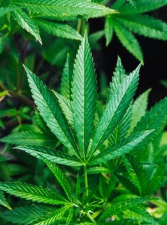 green-foliage-of-cannabis-plant
