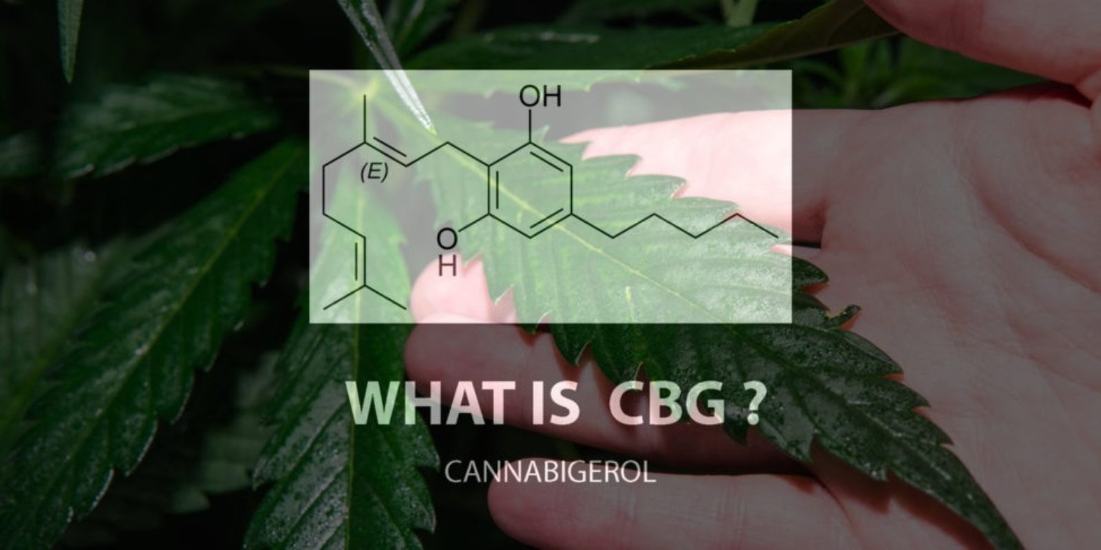 What is CBG chemical breakdown