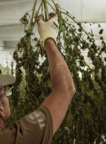 Employee hanging up Cannabis to dry.