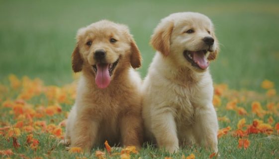 Two puppies sitting together in the grass.