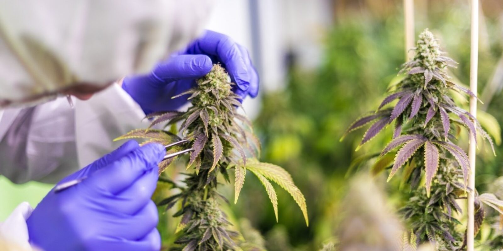 Scientist prodding at a cannabis plant.