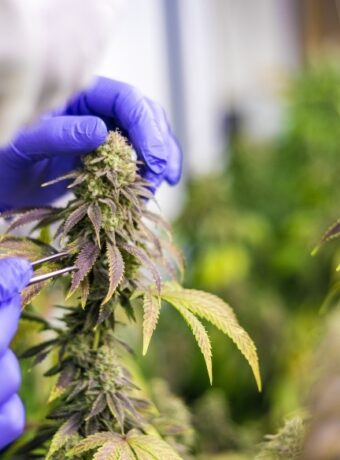 Scientist prodding at a cannabis plant.